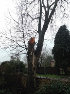 Tree Removal Notingham